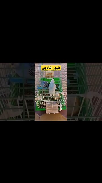 طيور البادجى روعة