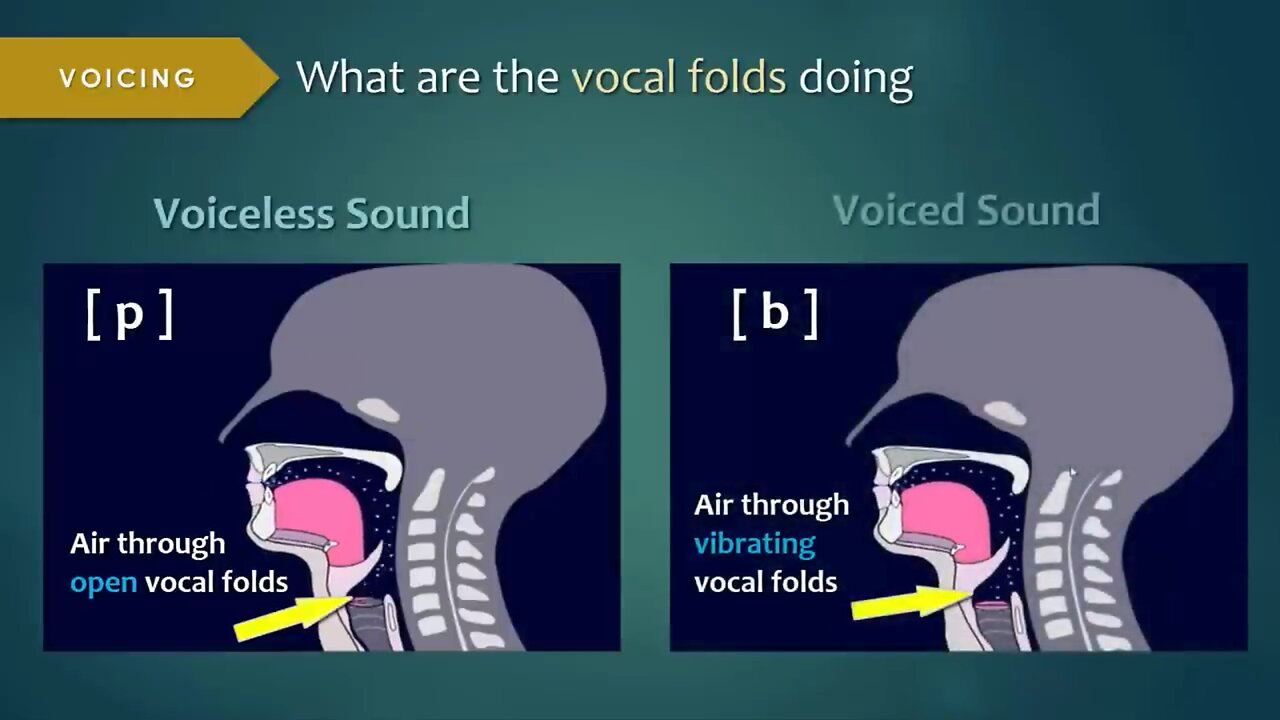 Introduction to Articulatory Phonetics (Consonants)