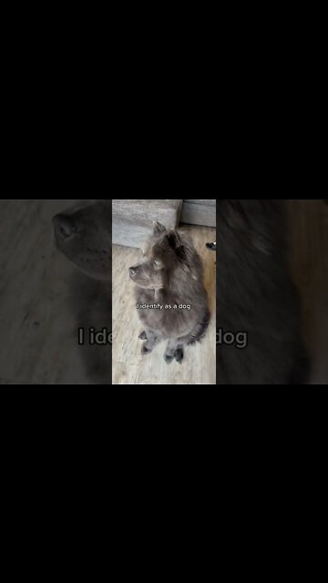 1Min Animal World #dogs #cats #pet