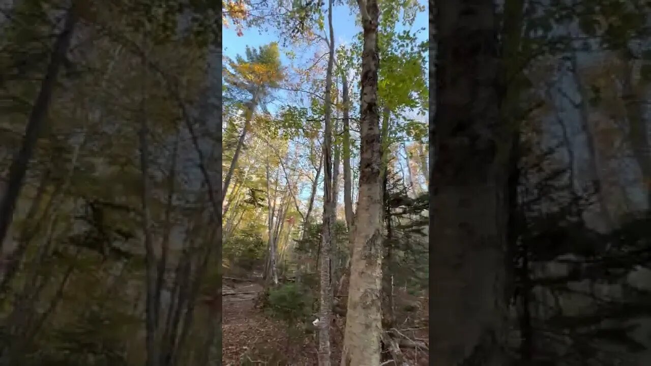 Beautiful Colorful Trees in the Forest in Canada