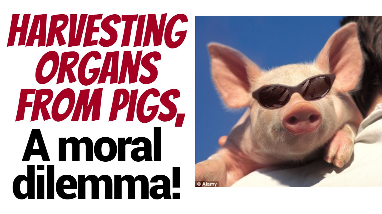 Man receives a pigs kidney!? What will THAT lead to?