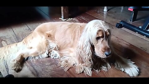 #dogshow , #animals , #dogs