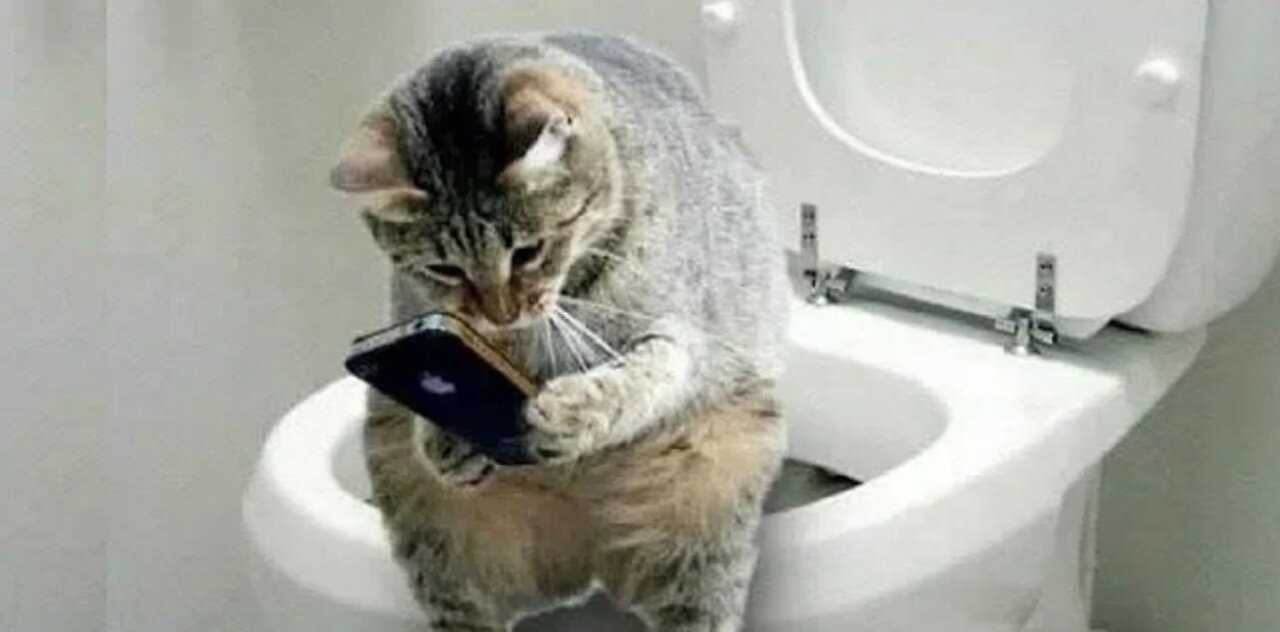Funny and Cute Cat's Life 😺 Owners are the best friends Videos