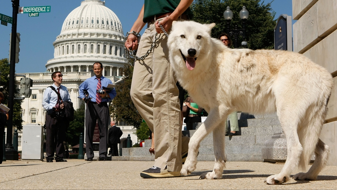 US May Lift Endangered Species Protections For Gray Wolves