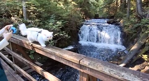 Cat Running Away From Waterfall