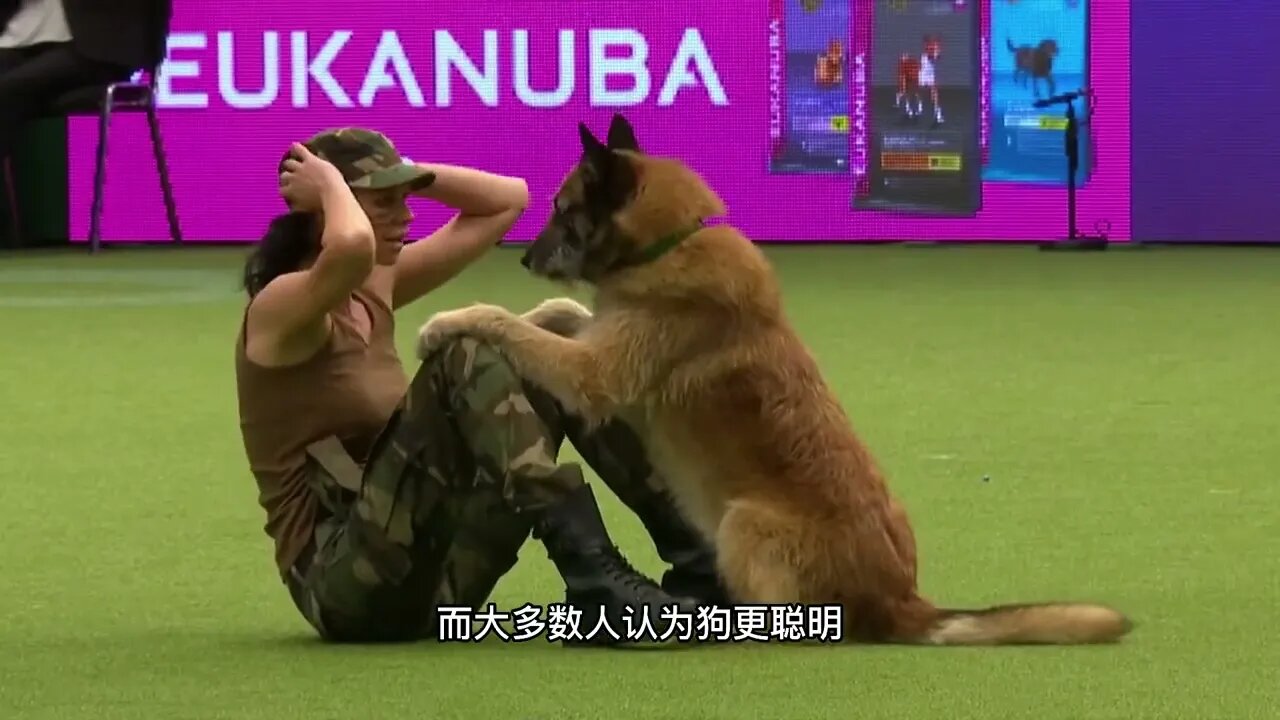 Cats and dogs who have high IQ