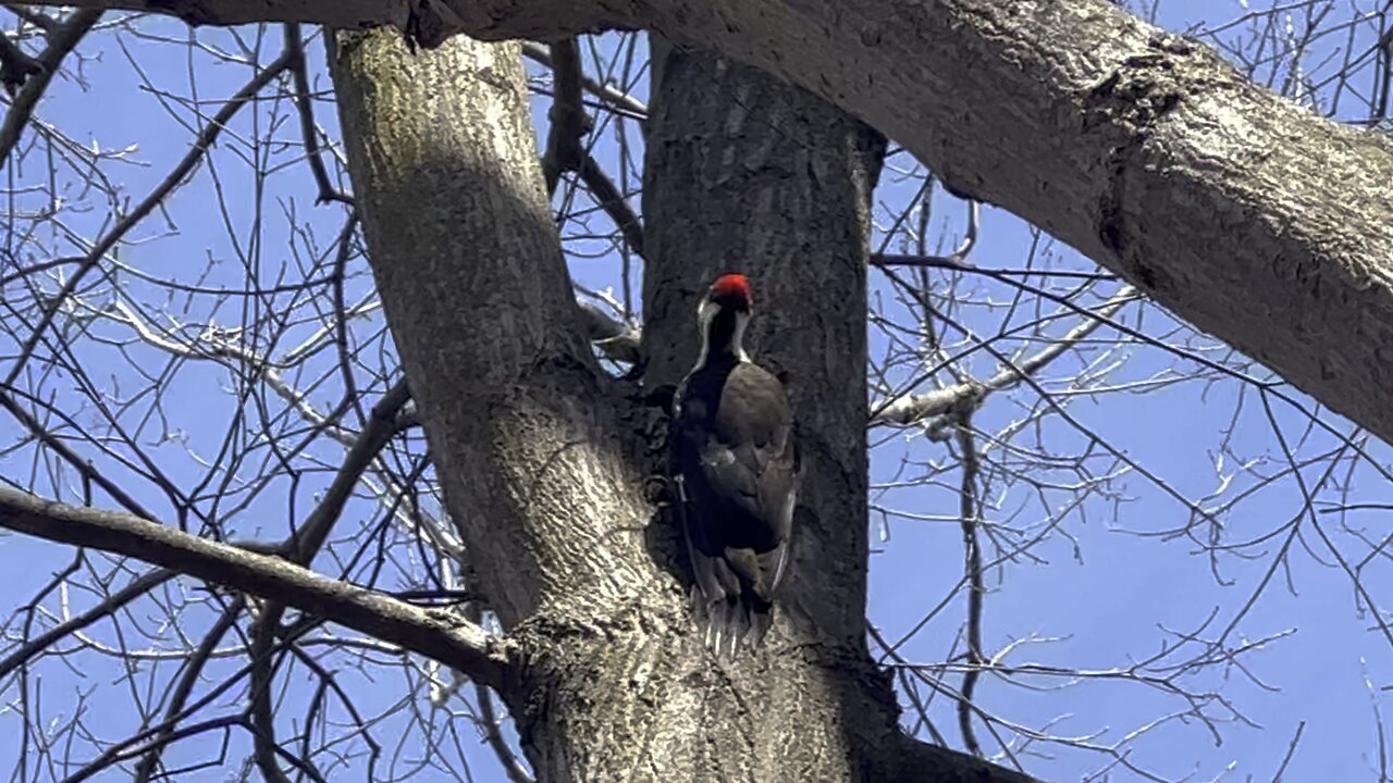 Pileated Wood Pecker is back 12