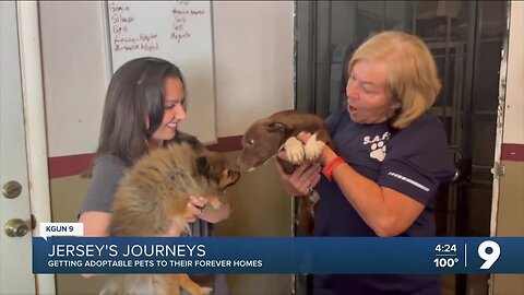 Jersey's Journey: Puppies up for adoption this week