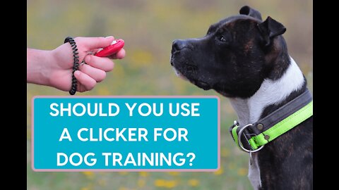 How to teach your dog to listen to you -Professional Dog Training