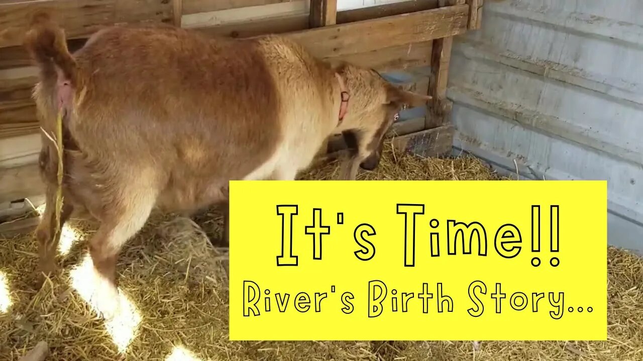 GOAT GIVES BIRTH - River's full birth story