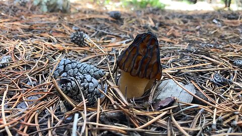 Colorado Black Morels - Found These in the Mountains Today!