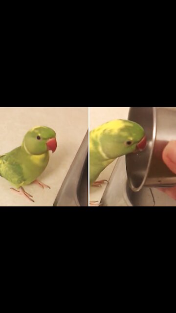 Silly parrot loves to distract owner by playing adorable games