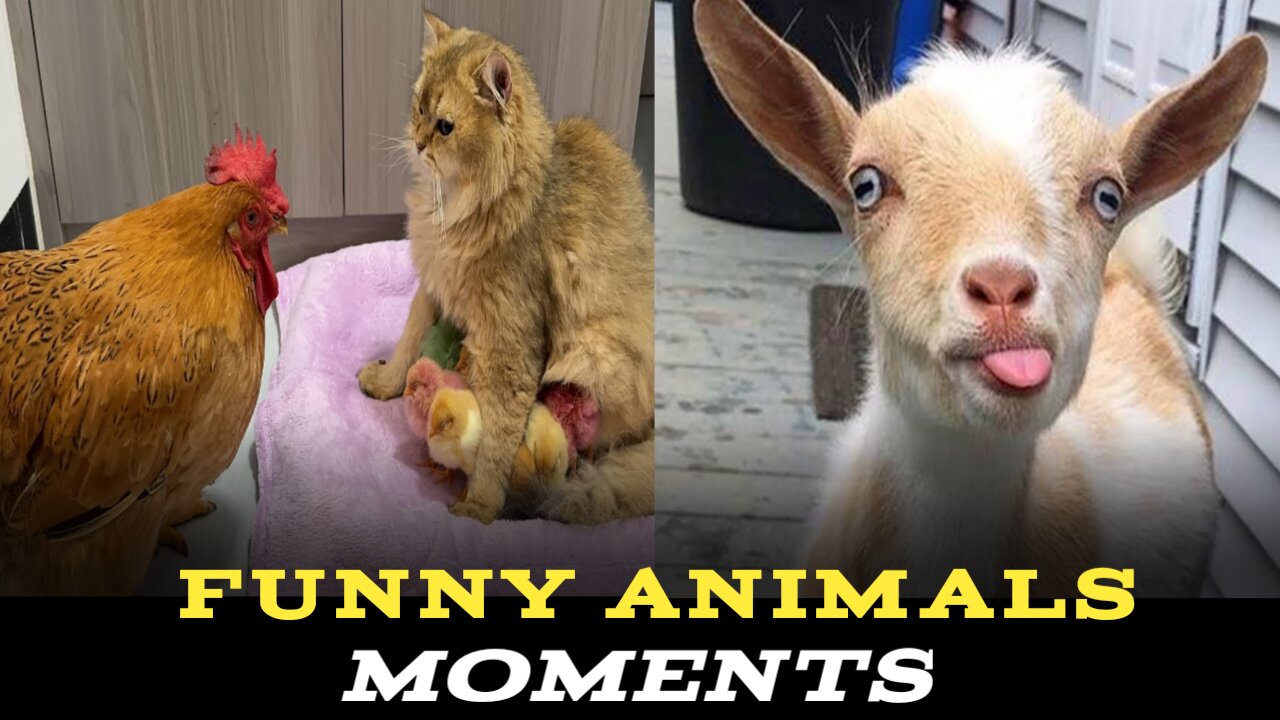 Funny 😂 Animals 🤣 Moments | Animal Funny Moments| Funny Animal Videos #funny