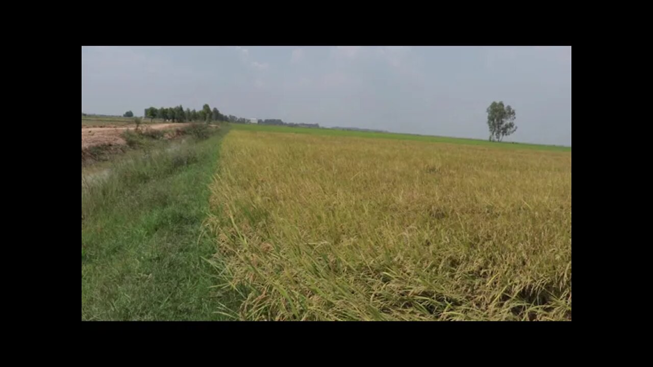 Harvesting rice