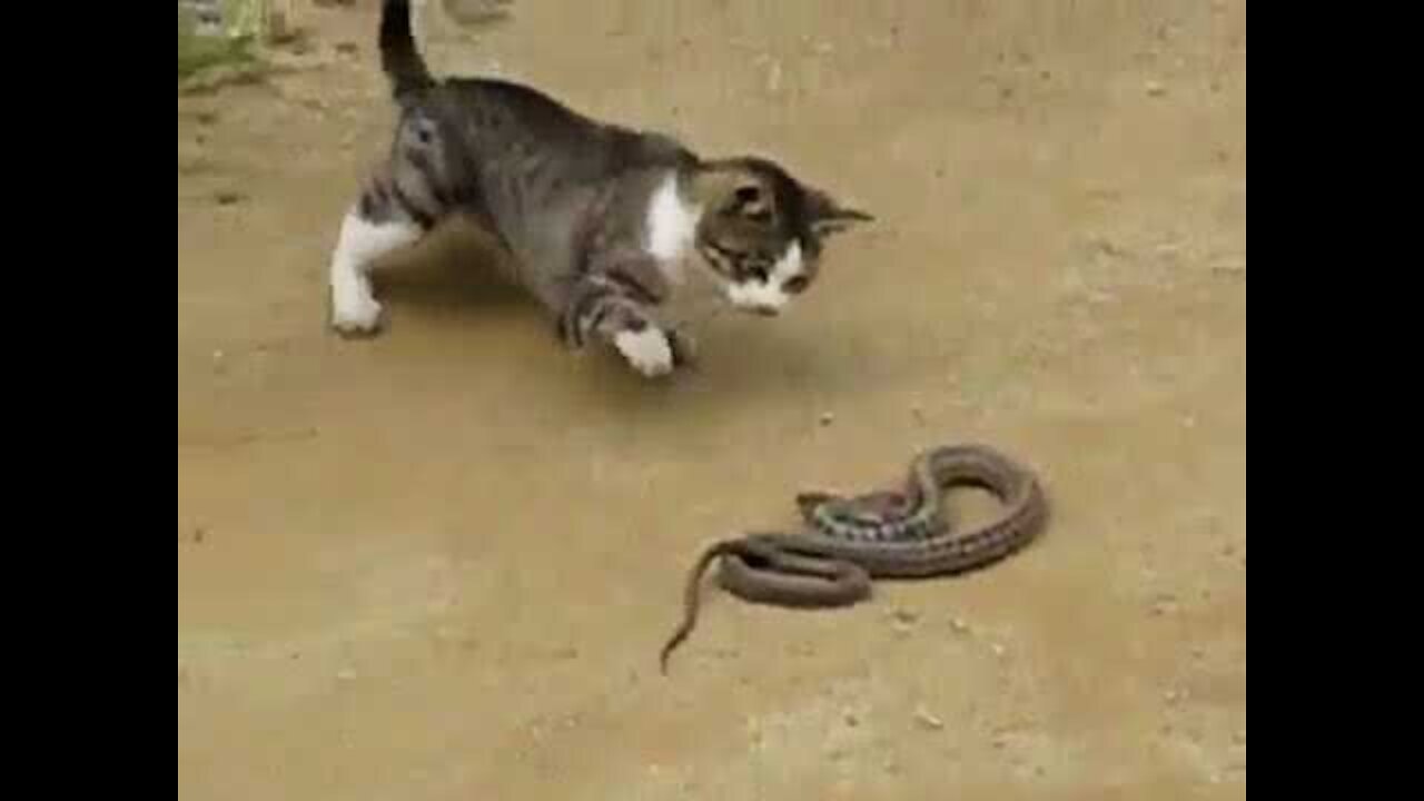 The Cat and Snake Challenge: Who is Stronger?