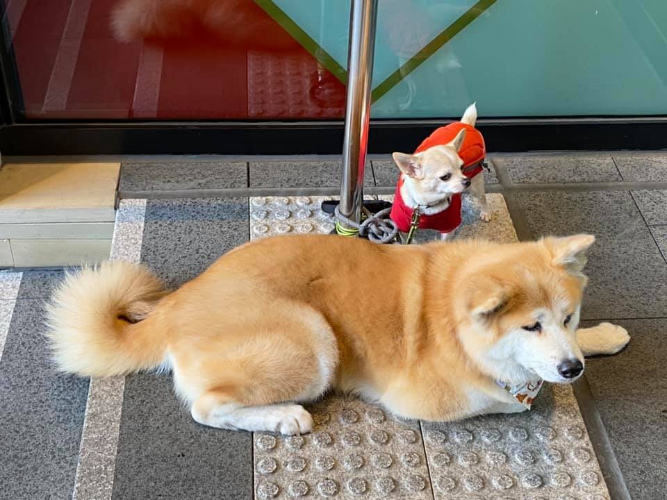 Dog spotting ~ Akita with a side of chihuahua. My first Akita sighting 😭🥺❤️‍🔥❤️‍🔥❤️‍🔥