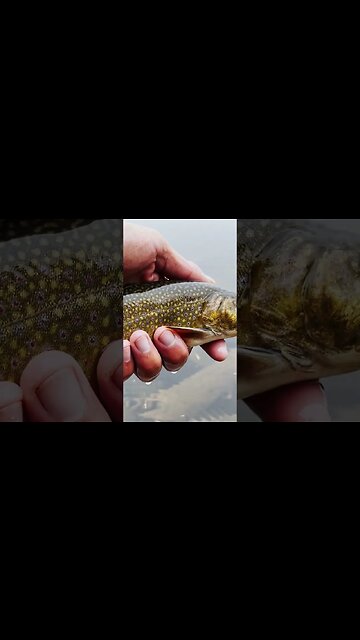 Underwater Release #brooktrout #fishing
