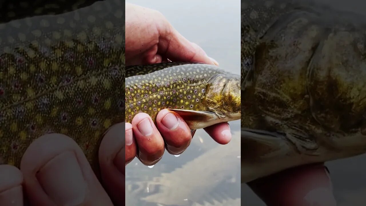 Underwater Release #brooktrout #fishing