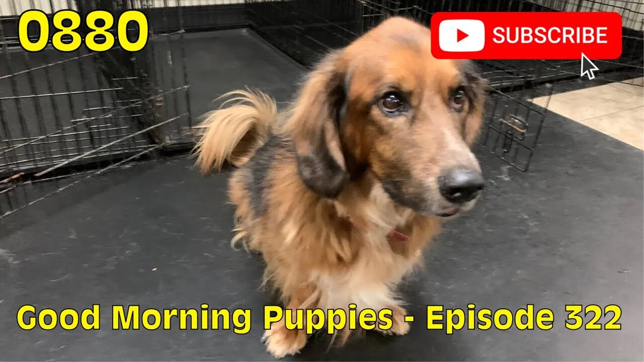 [0880] GOOD MORNING PUPPIES - EPISODE 322 [#dogs #doggos #doggos #puppies #dogdaycare]