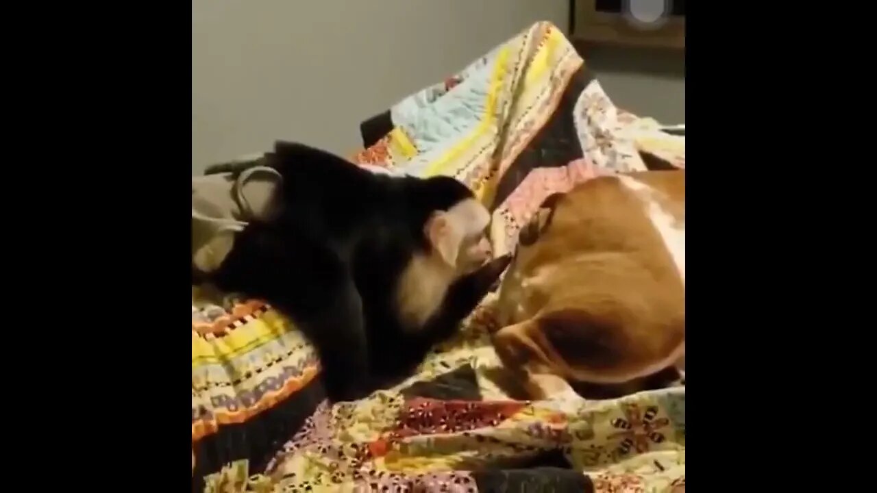 Dangerous Monkey.
