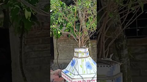 তুলসী গাছে সাপ দেখা যায়, এটা আগে দেখিনি ?Snakes are seen in Tulsi trees.