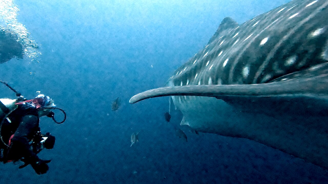 Galápagos Island are so mysterious, hostile and beautiful