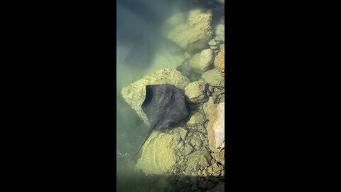 Giant stingrays cruise harbour 😳