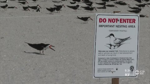 Volunteers want people to give Black Skimmers space to nest