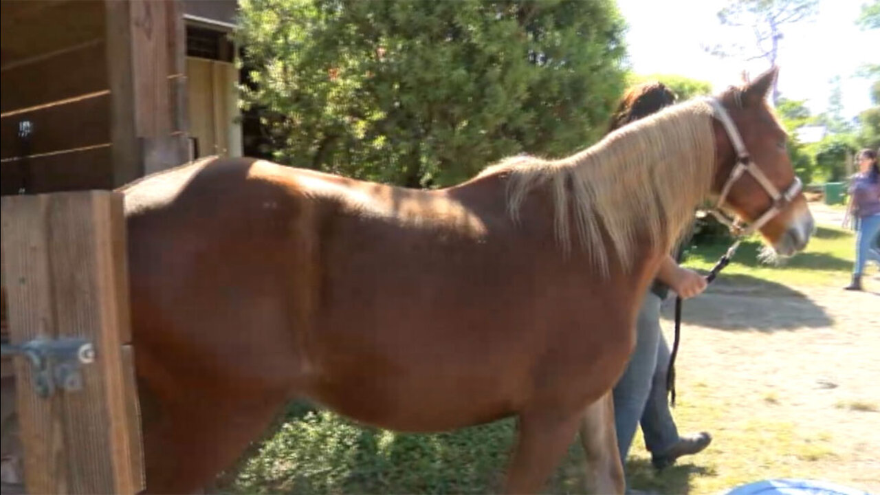 Seven horses rescued in two months in Okeechobee