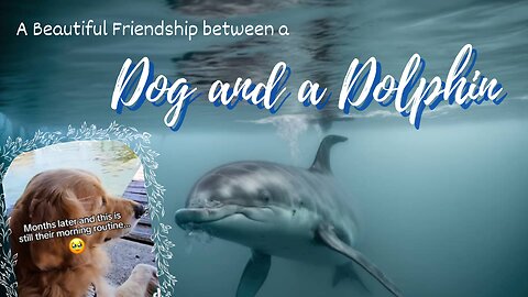 Dog and Dolphin Special Friendship