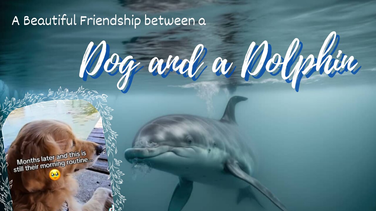 Dog and Dolphin Special Friendship