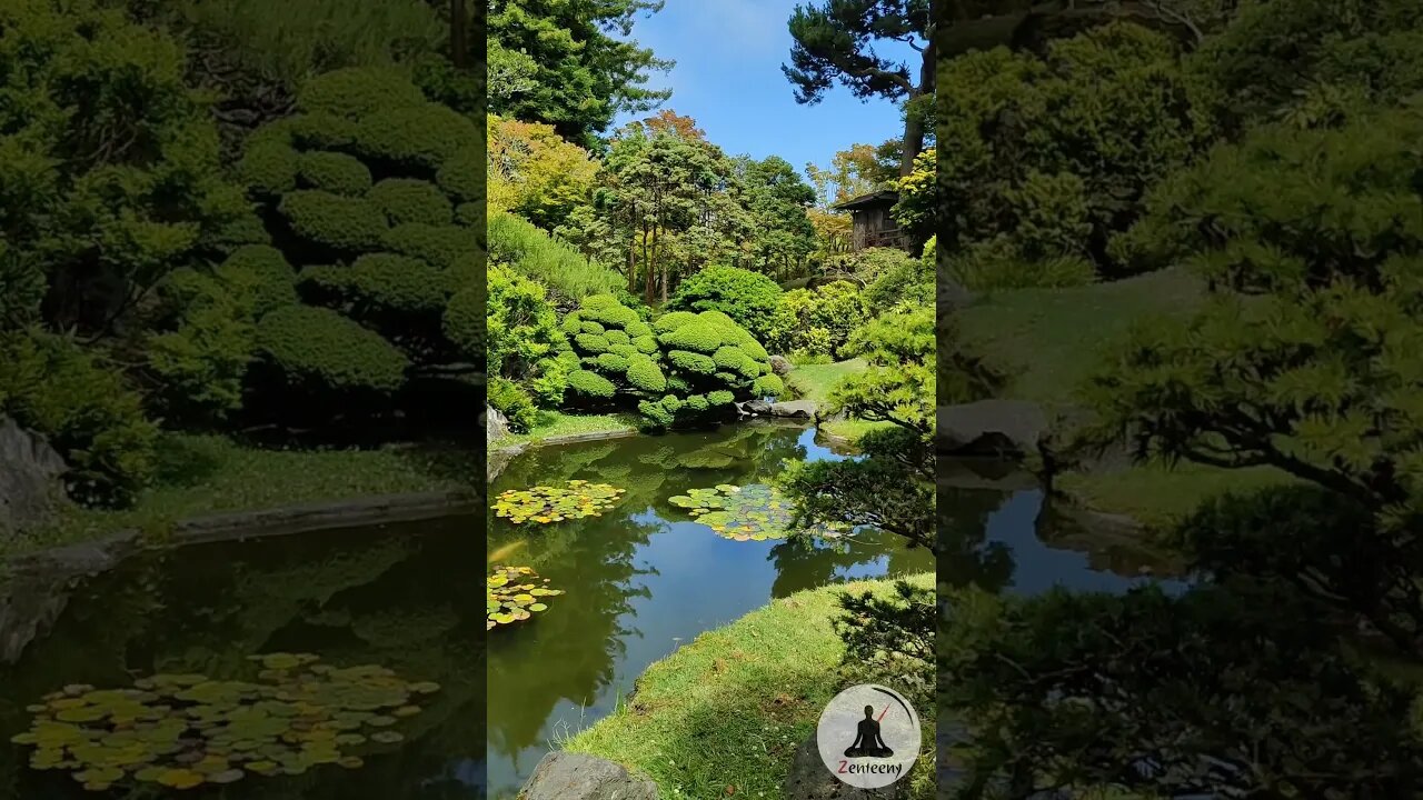 Calming Koi Fish Pond at San Francisco Japanese Tea Garden (Sound On!)