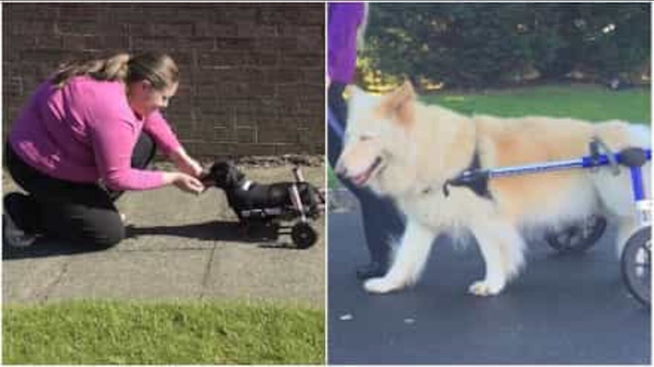 Ces chiens handicapés croquent la vie à pleines dents!