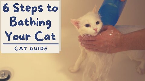 How to Bathe your Cat that Hates Water (6 Step Tutorial) | First Post