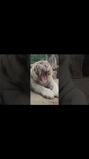 I Love It #UbertainmentFun #Shorts #ytshorts #youtubeshorts #tiger #Animals #viral2022 #trending
