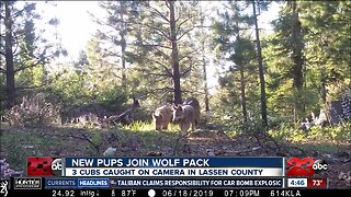 California's only wild wolf pack may be expanding