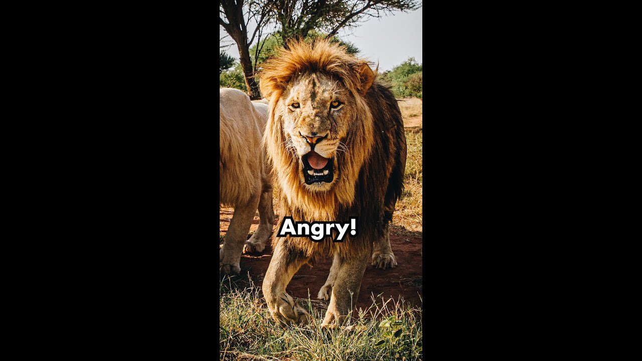 Angry lion update video #short