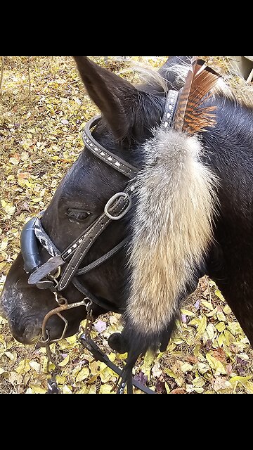 My brand new Cadillac... 🤣🐎🤣