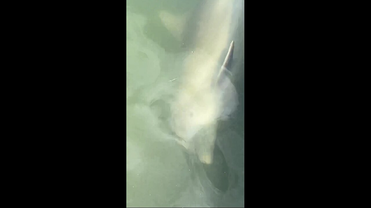 Incredible Baby Dolphin Encounter! | Marco Island