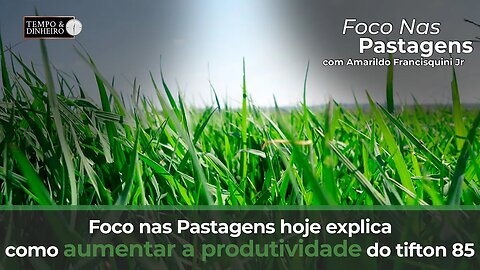 Foco nas Pastagens hoje explica como aumentar a produtividade do Tifton 85