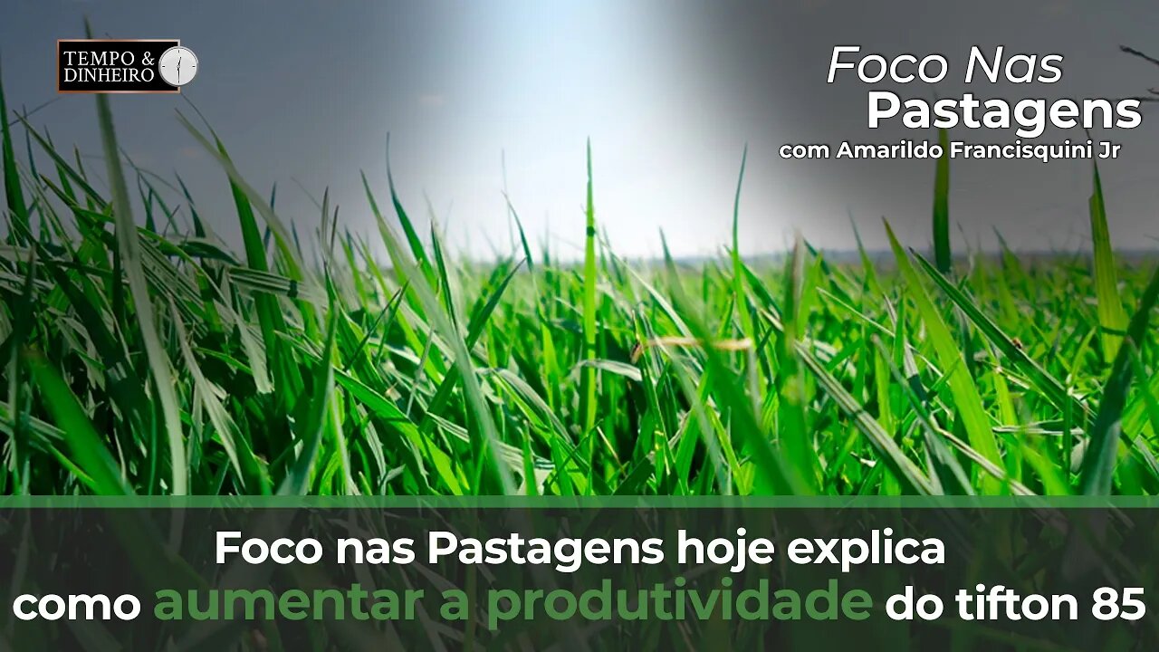 Foco nas Pastagens hoje explica como aumentar a produtividade do Tifton 85