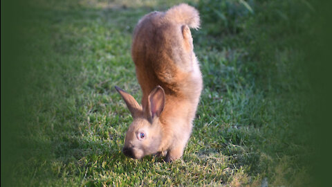 Little Cute Bunnies Compilation