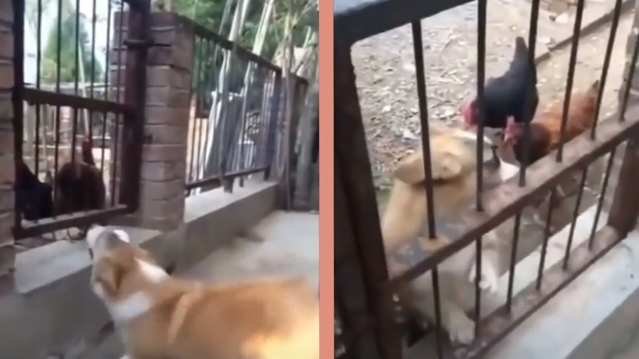 Dog tries to Scare Chickens but the Chickens Scared him Away!😂🤣