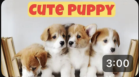 Cute Puppy - Funny and Cute Dog Videos Compilation 2023