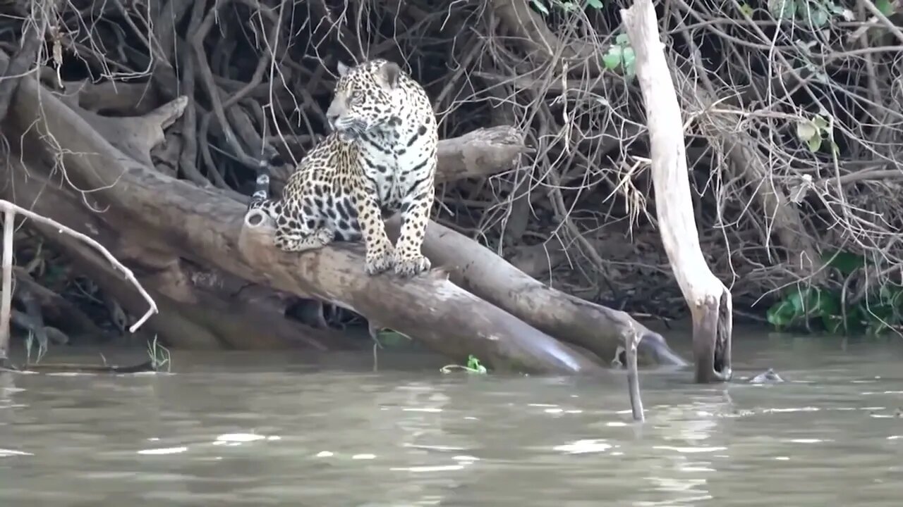 Tiger Brave Otters Attack The Jaguar To Save Their Friend soo hard Jaguar.