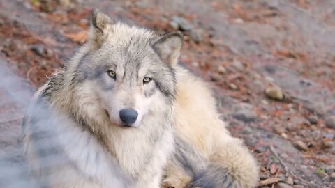 Are wolves dangerous to people? 3