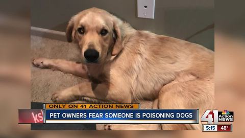 Pet owners fear someone is poisoning dogs