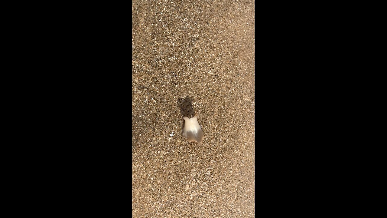What’s the name of this creature!