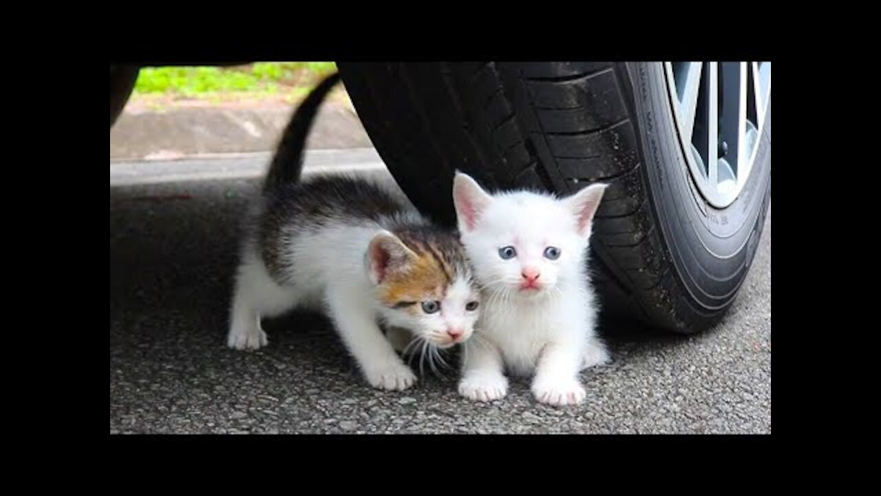 Experiment car vs baby cats/kitten , car vs toys