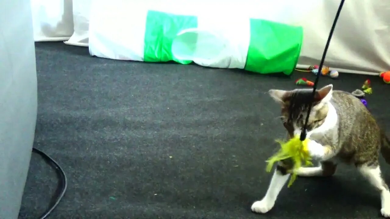 The Fascinating Yellow Cat Toy